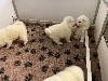  - voici nos chiots aujourd hui