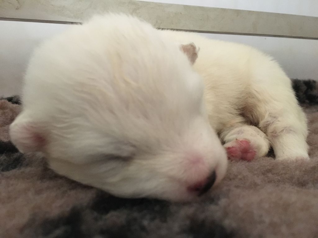 nos chiots